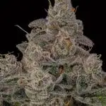 Kannabia Pink Gelato - Pheno Hunting