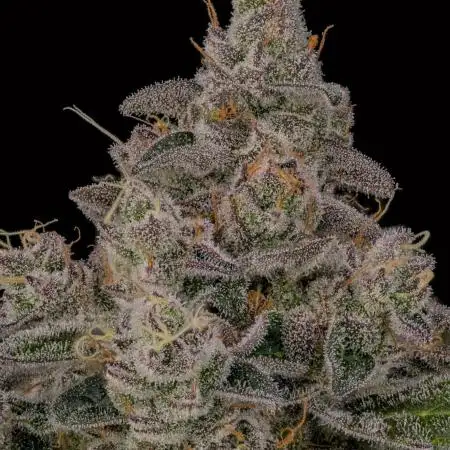 Kannabia Pink Gelato - Pheno Hunting