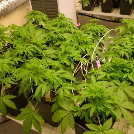 Kannabia Pink Gelato - Pheno Hunting