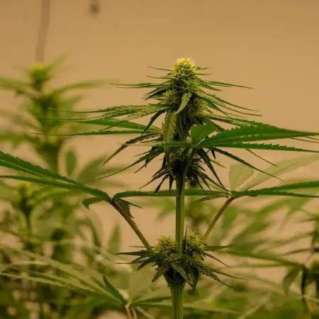 Kannabia Pink Gelato - Pheno Hunting