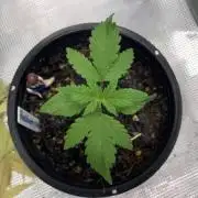 BlackBerry Auto 