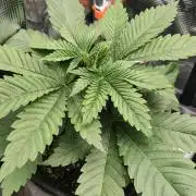 Two hippos in one box