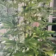 Two hippos in one box