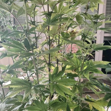 Two hippos in one box