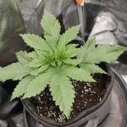 Two hippos in one box