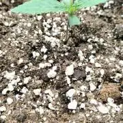 Two hippos in one box