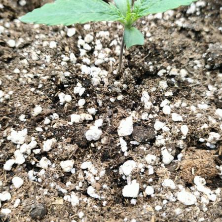 Two hippos in one box