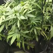 Two hippos in one box