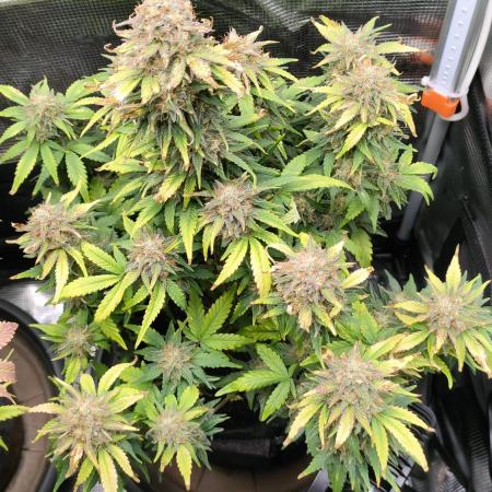 2x Sweet Seeds / Strawberry Banana Gelato XL Auto & Honey Peach CBD Auto