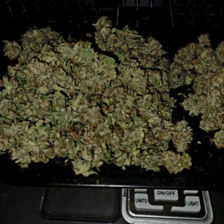 #2 Fast Buds Blue Dream Auto
