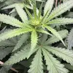 Green Poison