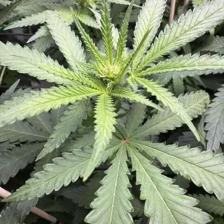 Green Poison