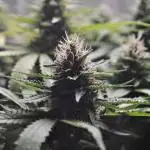 Green Poison