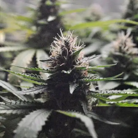 Green Poison