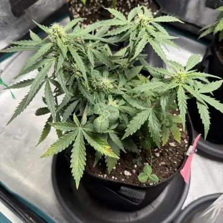 Blueberry Auto