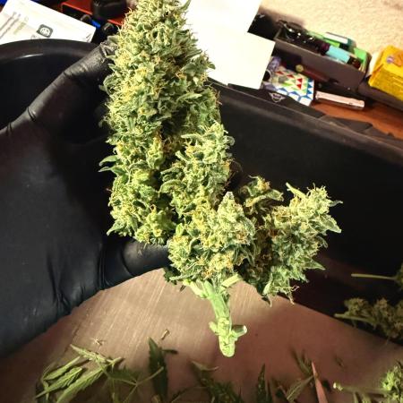 Blueberry Auto