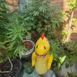 Balcony grow 2025