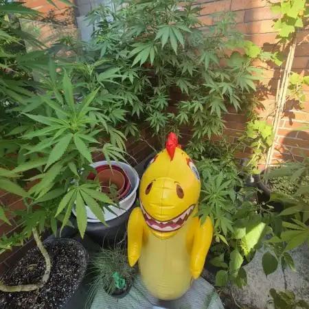 Balcony grow 2025
