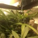 Easy bud first time growing CFL/LED