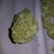 Death by gasolato udgenetics 