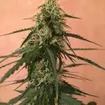 Blueberry x diesel  Spanish seeds 