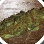 Royal diesel auto