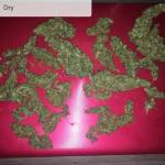 Fastbuds stardawg 