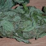 Blue gelato 41