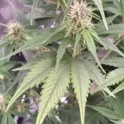 Strawberry Gorilla Auto RF3 14 L