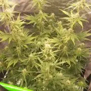 Strawberry Gorilla Auto RF3 14 L