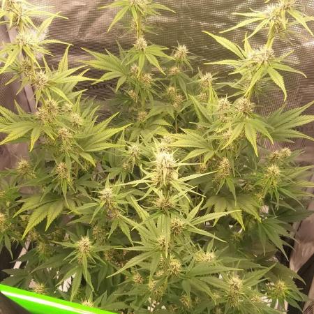 Strawberry Gorilla Auto RF3 14 L