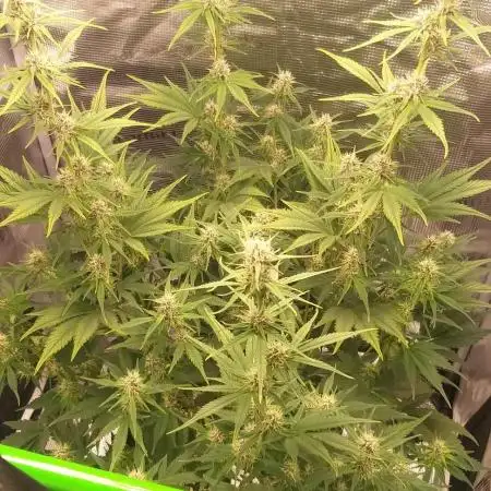 Strawberry Gorilla Auto RF3 14 L