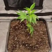 Mimosa x Orange Punch (Cutting)