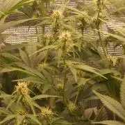 Strawberry Gorilla Auto RF3 14 L