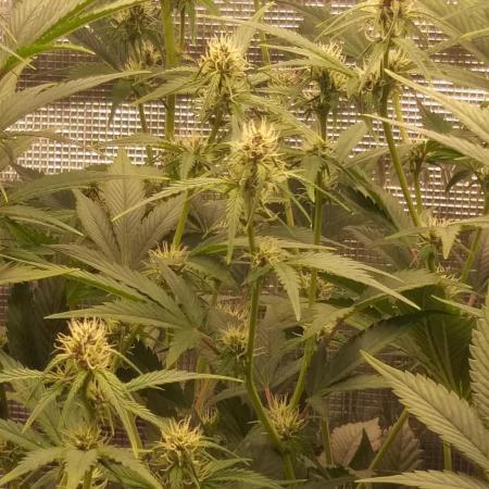 Strawberry Gorilla Auto RF3 14 L