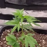 Mimosa x Orange Punch (Cutting)