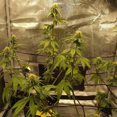 🍌💜Banana Purple Punch💜🍌