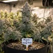 Strawberry Gorilla Auto RF3 14 L