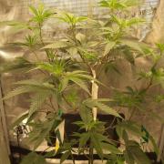 Strawberry Gorilla Auto RF3 14 L