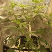 Strawberry Gorilla Auto RF3 14 L