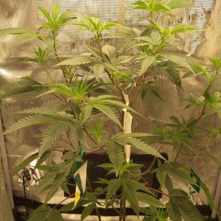 Strawberry Gorilla Auto RF3 14 L