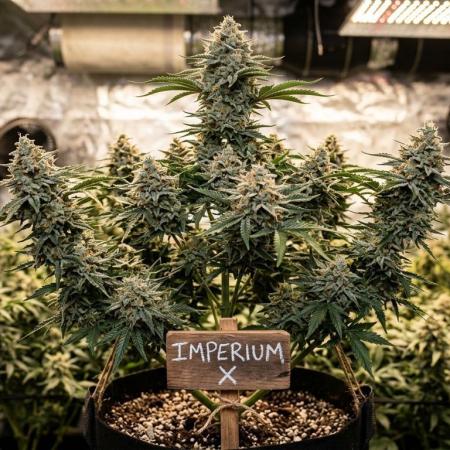 Imperium X Cutt