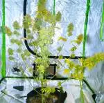 4x4 Grow Tent