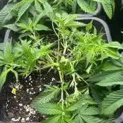 Bubblegum Gelato