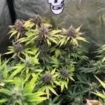 Diablo Rojo XL Auto
