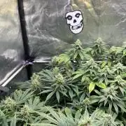 Bubblegum Gelato