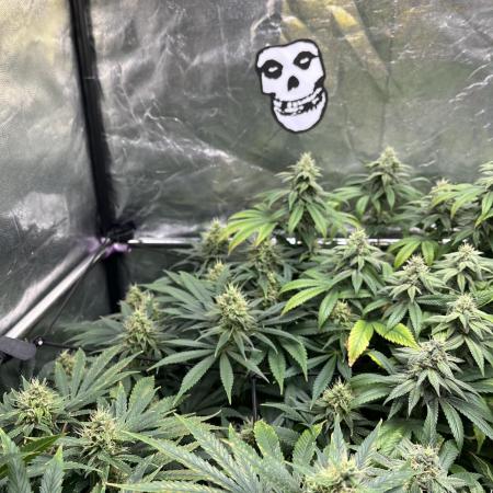 Bubblegum Gelato