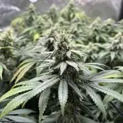 Silent B45