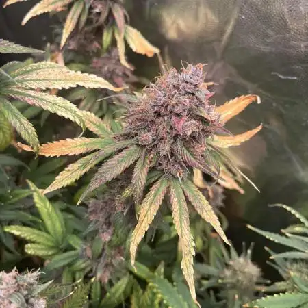 Diablo Rojo XL Auto