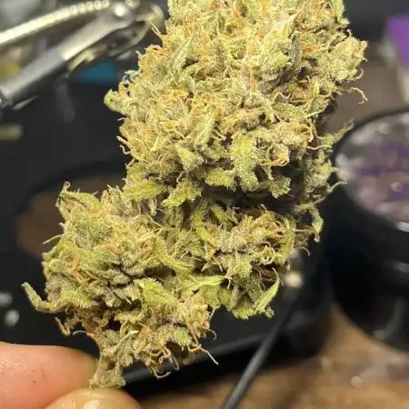 Jealosy Z XL Auto